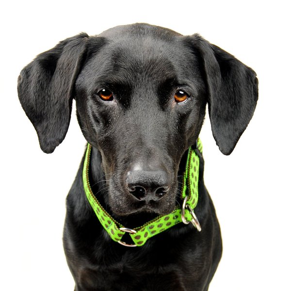 Schlupfhalsband / Hundehalsband mit Stopp, DOTS LIMEGREEN-BROWN medium, Hundehalsbänder