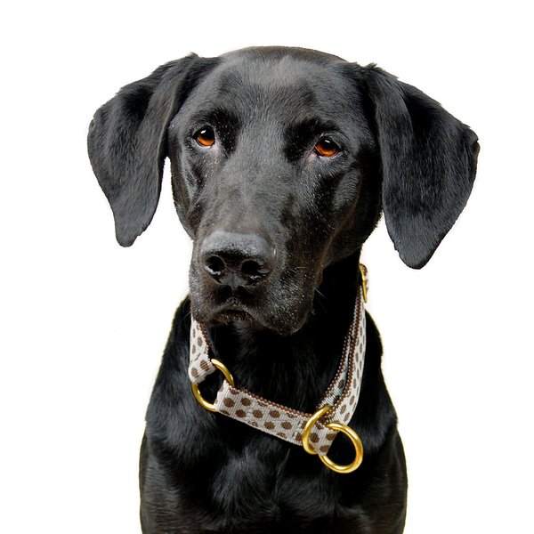 Schlupfhalsband / Hundehalsband mit Stopp, DOTS GREY-BROWN medium, Hundehalsbänder