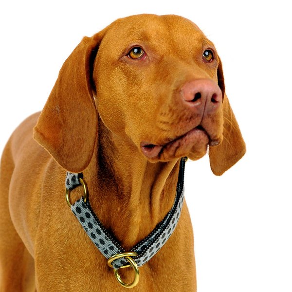 Schlupfhalsband / Hundehalsband mit Stopp, DOTS GREY-BROWN medium, Hundehalsbänder