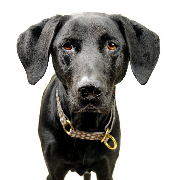Schlupfhalsband, edles Hundehalsband Zugstopp, DOTS BROWN-GREY medium, mit Luxus Messing-Details