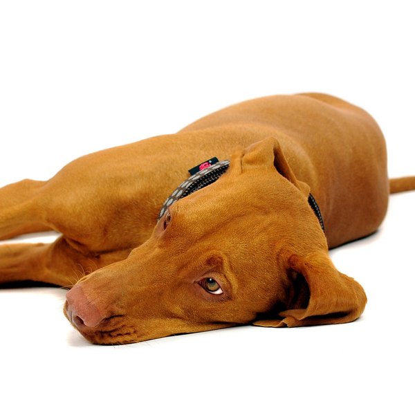 Schlupfhalsband, ausgefallenes Hundehalsband Zugstopp, DOTS BROWN-GREY medium, braun & graue Punkte.