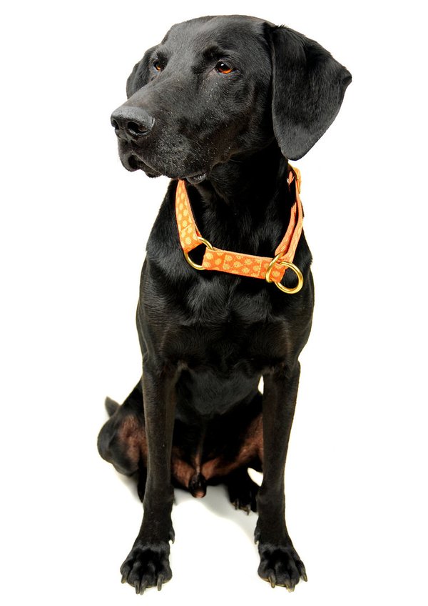 Schlupfhalsband / Hundehalsband mit Stopp, DOTS ORANGE-BEIGE medium, Hundehalsbänder