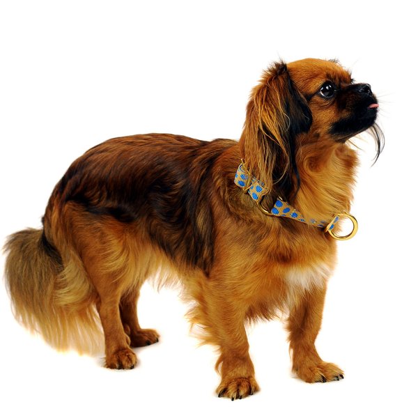 Schlupfhalsband / Luxus Hundehalsband mit Stopp, DOTS BEIGE-ROYALBLUE small, Messing-Details