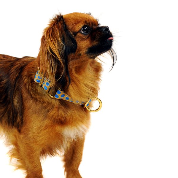 Schlupfhalsband / Zugstopp-Halsband kleine Hunde, DOTS BEIGE-ROYALBLUE small, beige-blau gepunktet.