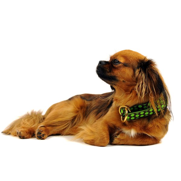 Schlupfhalsband / Zugstopp Halsband, DOTS BROWN-LIMEGREEN small, braun-grün gepunktet kleine Hunde.