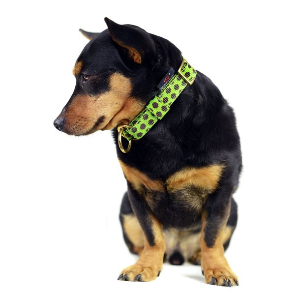 Schlupfhalsband, Zugstopp Hundehalsband, DOTS LIMEGREEN-BROWN small, grün & braune Punkte, Messing