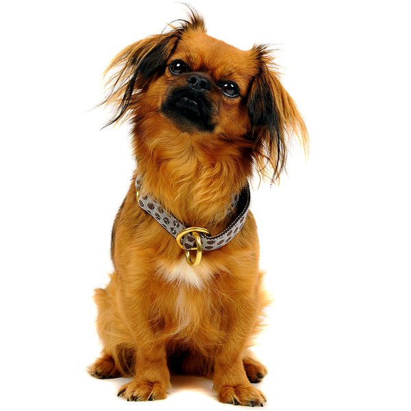 Schlupfhalsband, stylisches Zugstopp-Hundehalsband, DOTS GREY-BROWN small, grau & braun gepunktet