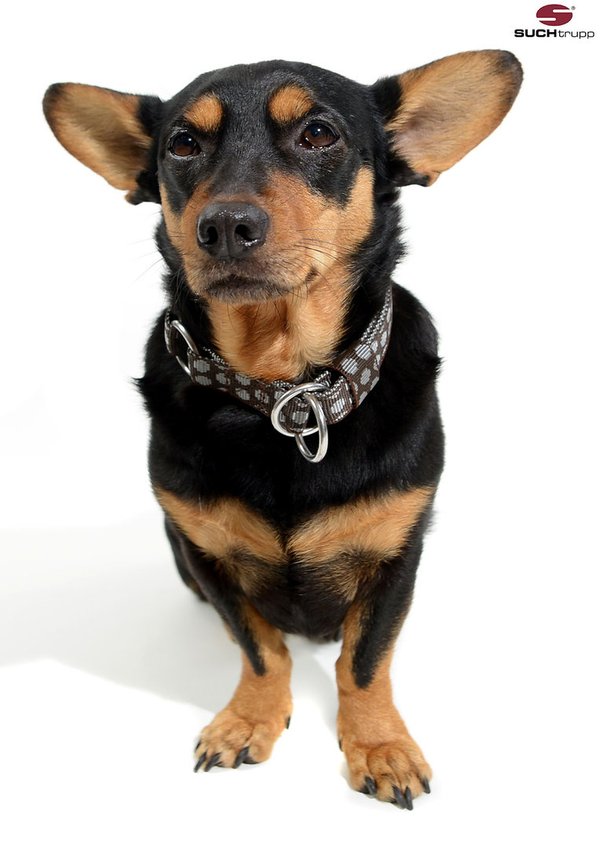 Schlupfhalsband / Hundehalsband mit Stopp, DOTS BROWN-GREY small, Hundehalsbänder