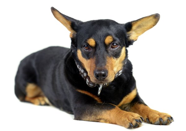 Schlupfhalsband / Hundehalsband mit Stopp, DOTS BROWN-GREY small, Hundehalsbänder