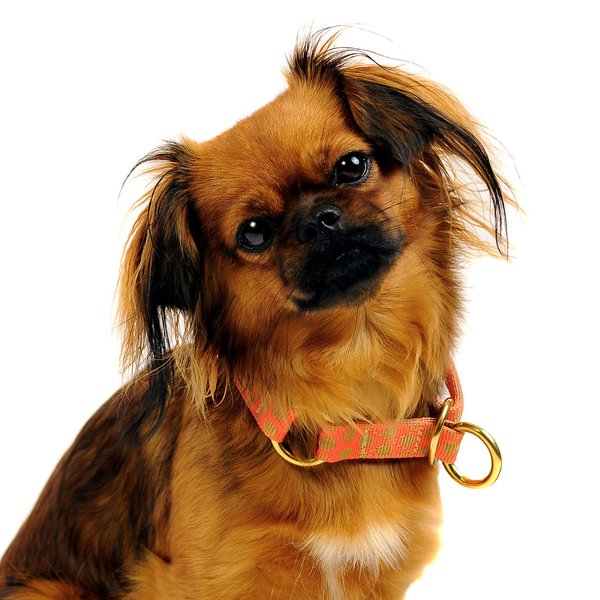 Edles Schlupfhalsband, Zugstopp Halsband kleine Hunde, DOTS ORANGE-BEIGE small, gepunktet, Luxus