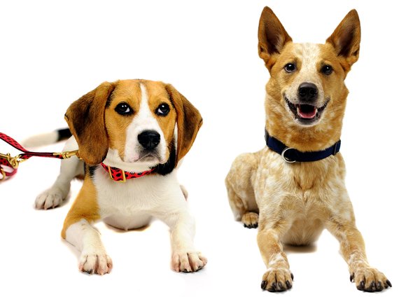hochwertige-und-ausgefallene-hundehalsbänder-mittelgroße-hunde-beagle-hier-online-kaufen-große-auswahl-hier-im-onlineshop