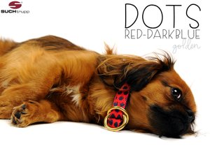 kleiner-hund-liegt-mit-schlupfhalsband-von-suchtrupp-rot-blaue-punkte-design