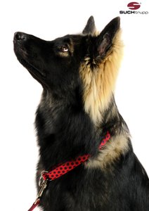 belgischer-schaeferhund-mit-suchtrupp-zugstopp-halsband-fuer-große-hunde-design-dots-red-darkblue