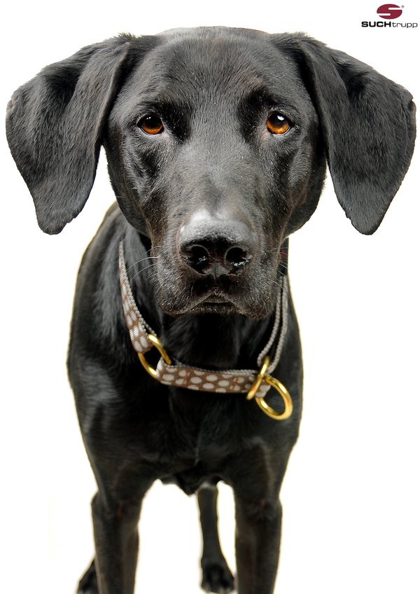 Zugstopp-Halsband-large-große-hunde-labrador-mit gepunktetem-schlupfhalsband-braun-grau