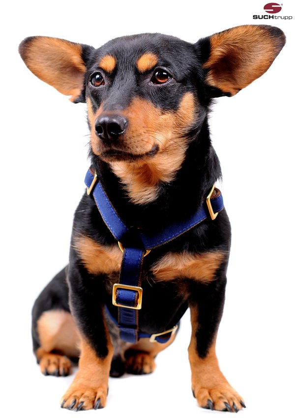 kleiner-hund-mitwachsendes-hundegeschirr-dunkelblau-mit messing-als-sonderanfertigung-von-suchtrupp
