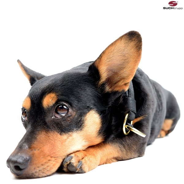 hundehalsband-zugstopp-halsbänder-kleine-hunde-suchtrupp-luxus-mitwachsend-manufaktur