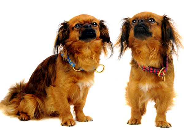 hundehalsband-zugstopp-ausgefallen-schlupfhalsband-kleine-hunde-dackel-terrier-hier-online-kaufen