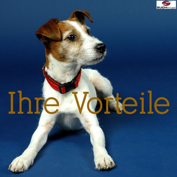 Jack-Russell-Terrier-mit Hundehalsband-von suchtrupp-in rot-mit-messing