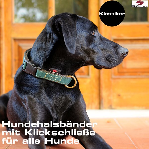 hundehalsband-mit-klickschließe-labrador-mit-dunkelgrünem-hundehalsband-von-suchtrupp