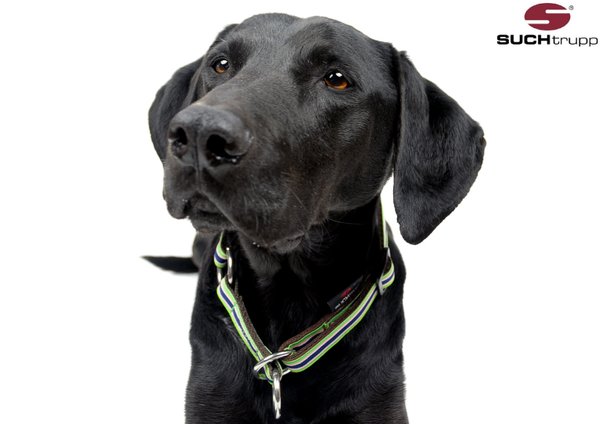 Schlupfhalsband, Stopp-Hundehalsband FRESH medium