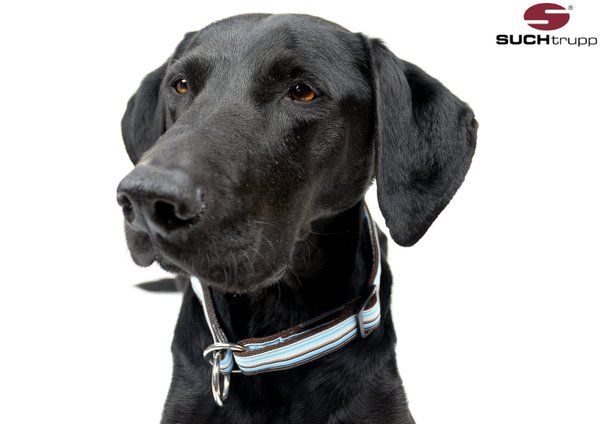 Schlupfhalsband, Stopp-Hundehalsband LAGOON medium