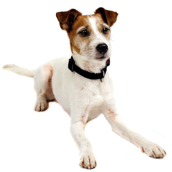 Hundehalsband small PURE BLACK, stilvolle & edle Halsbänder für kleine Hunde, Welpen, schwarz.