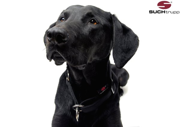 Schlupfhalsband, Stopp-Hundehalsband PURE BLACK medium