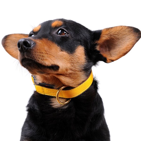 Hundehalsband PURE YELLOW small, schönste Hundehalsbänder kleine Hunde & Welpen, sonnen gelb