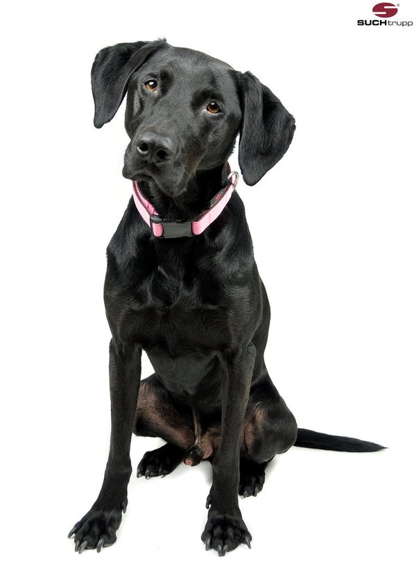 Hundehalsband PURE LIGHT-PINK medium, schöne rosa Design-Halsbänder