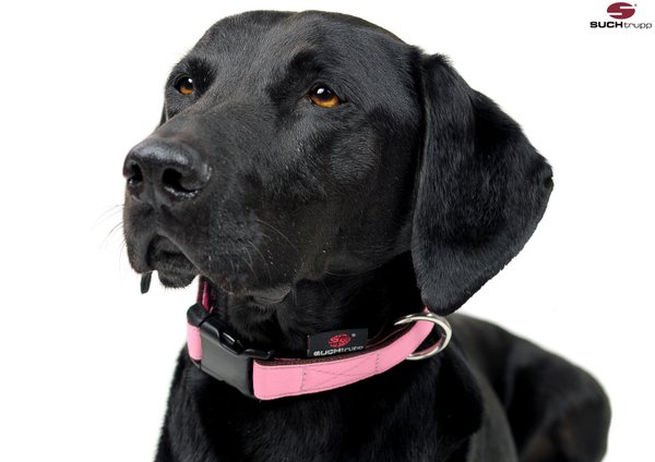 Hundehalsband PURE LIGHT-PINK medium, schöne rosa Design-Halsbänder
