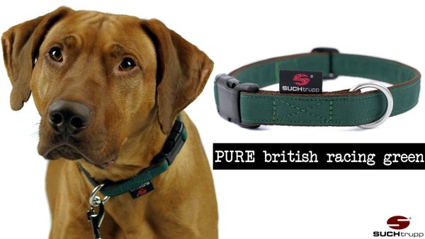 Hundehalsband PURE BRITISH RACING GREEN large, Hundehalsbänder