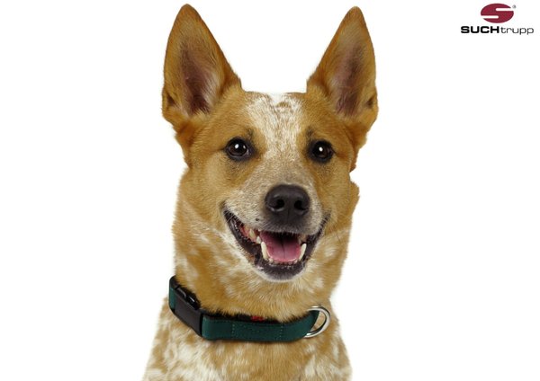 Hundehalsband PURE BRITISH RACING GREEN large, Hundehalsbänder
