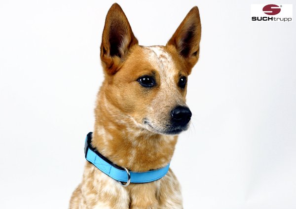 Hundehalsband PURE LIGHT-BLUE medium, Hundehalsbänder