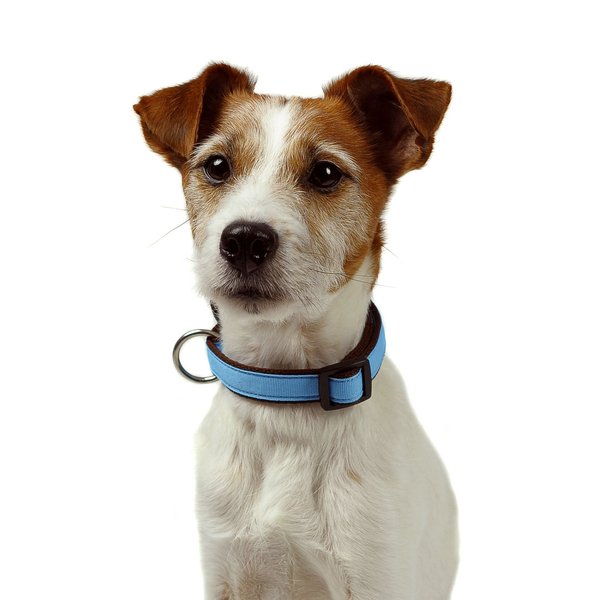 Hundehalsband small PURE LIGHT-BLUE, Design Hundehalsbänder kleine Hunde, Welpen, unifarben hellblau