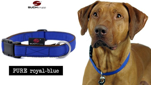 Hundehalsband PURE ROYAL-BLUE large, Hundehalsbänder
