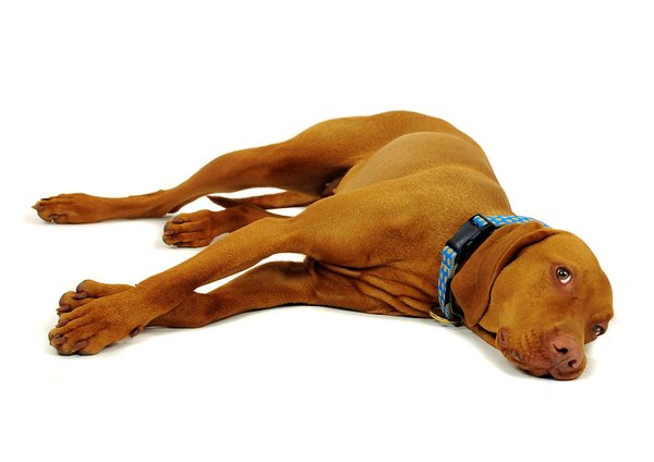 Hundehalsband DOTS ROYALBLUE-BEIGE medium, Luxus Hundehalsbänder, royalblau mit beigen Punkten