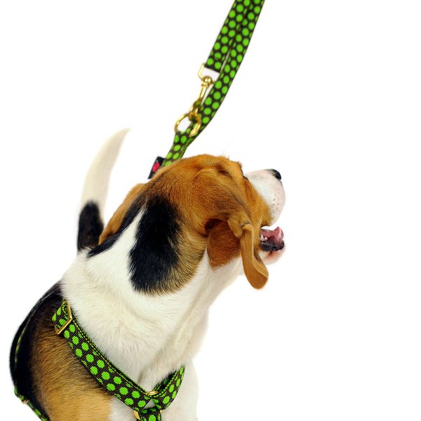 Stylische Leine 2m oder 2,5m lang kleine Hunde, Welpen, DOTS BROWN-LIMEGREEN small, braun & grün.