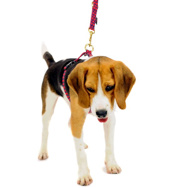 Beste Hundeleine kleine Hunde, 2m oder 2,5m, DOTS DARKBLUE-RED small, Führleine, blau&rot gepunktet.