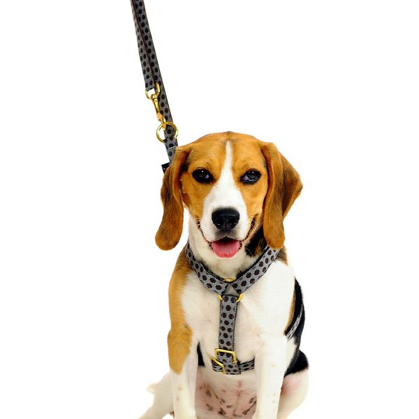 Premium Leine 2m oder 2,5m lang für kleine Hunde, Welpen, DOTS GREY-BROWN small, grau-braune Punkte.