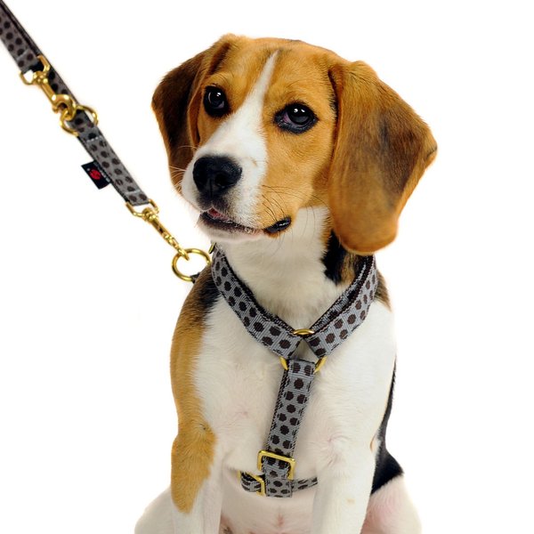 Premium Leine 2m oder 2,5m lang für kleine Hunde, Welpen, DOTS GREY-BROWN small, grau-braune Punkte.