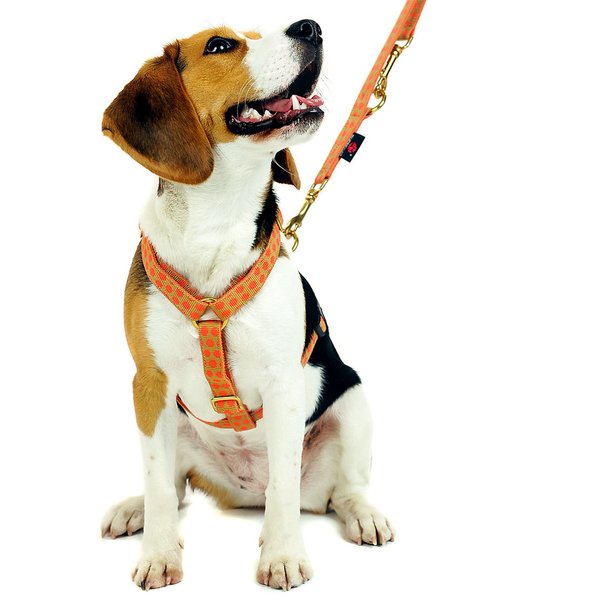 Stilvolle 2m Hundeleine, DOTS BEIGE-ORANGE small, Führleine, Messing, kleine Hunde, Welpen, Punkte