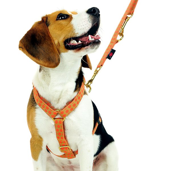 Stilvolle 2m Hundeleine, DOTS BEIGE-ORANGE small, Führleine, Messing, kleine Hunde, Welpen, Punkte