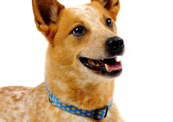 Hundehalsband DOTS ROYALBLUE-BEIGE large, Hundehalsbänder