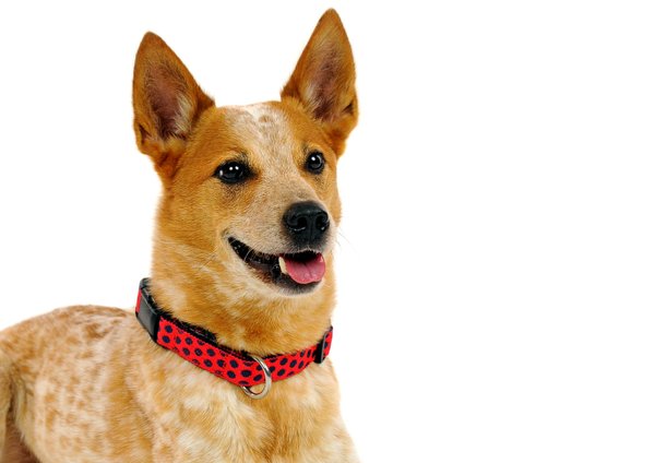 Hundehalsband DOTS RED-DARKBLUE large, ausgefallene Hundehalsbänder, rot & dunkelblau gepunktet