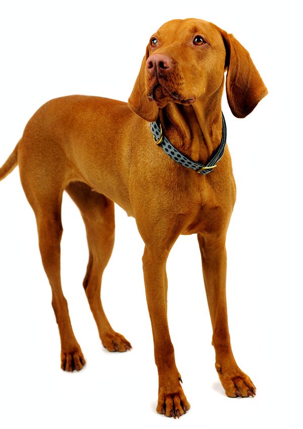 Hundehalsband DOTS GREY-BROWN large, stylische Hundehalsbänder, grau-braun gepunktet