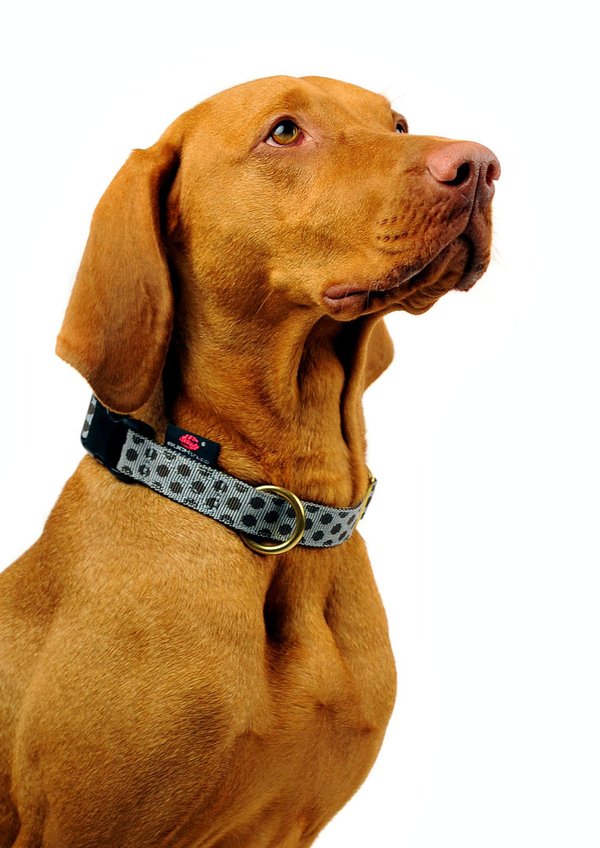 Hundehalsband DOTS GREY-BROWN large, stilvolle Hundehalsbänder mit Messing für große Hunde