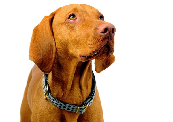 Hundehalsband DOTS GREY-BROWN large, stilvolle Hundehalsbänder mit Messing für große Hunde