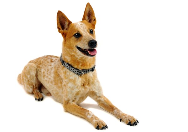 Hundehalsband DOTS GREY-BROWN large, stylische Hundehalsbänder, grau-braun gepunktet