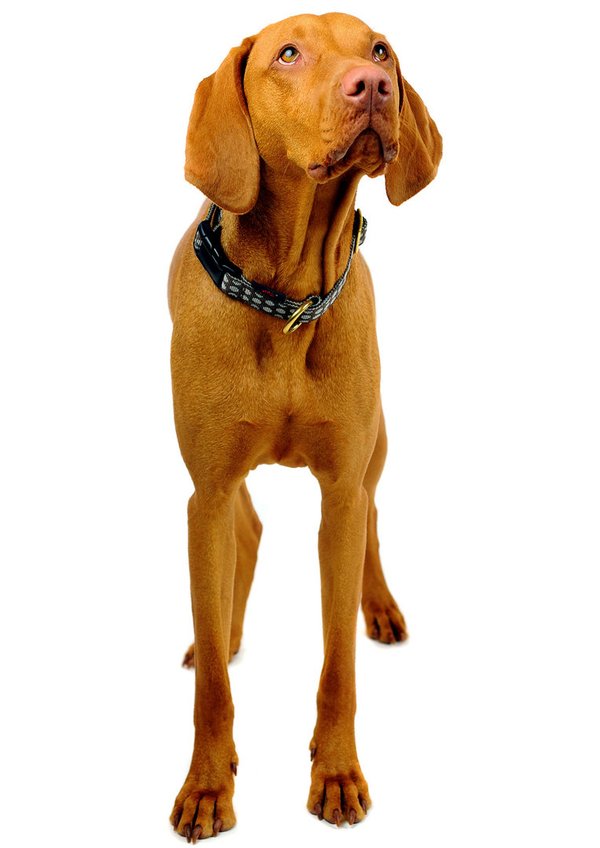 Hundehalsband DOTS BROWN-GREY large, Hundehalsbänder mit Messing, purer Luxus