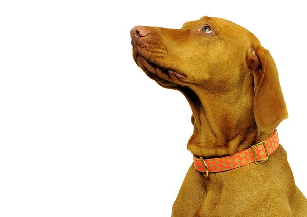 Hundehalsband DOTS ORANGE-BEIGE large, außergewöhnliche Hundehalsbänder große Hunde, orange & beige